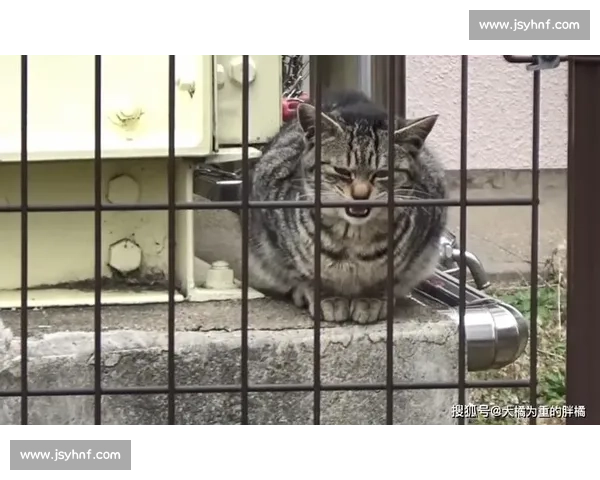 二猫大战新篇章揭秘 如何在竞争中脱颖而出攀登巅峰