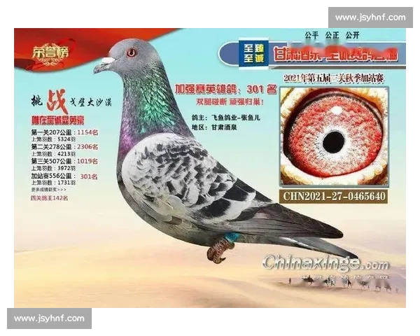 信鸽比赛直播平台全程同步赛事精彩瞬间与专业数据分析 信鸽比赛直播平台全程同步赛事精彩瞬间与专业数据分析